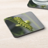 Zwarte moerasstaartschar (peterselyworm) op diesel bier onderzetter (Linkerzijde)