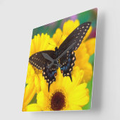 Zwarte moerasvlinder vierkante klok (Hoek)