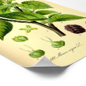 Zwarte moerbes (Morus nigra) Poster (Hoek)