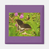 Zwarte Monarch Magneet (Voorkant)