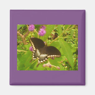 Zwarte Monarch Magneet