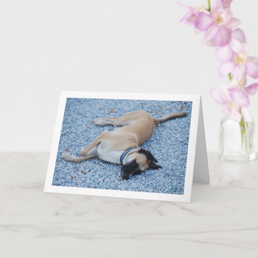 Zwarte Mond Cur Canine op grind Kaart (Orchidee)