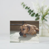 zwarte-mondkaper briefkaart (Staand voorkant)