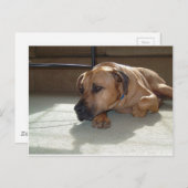 zwarte-mondkaper briefkaart (Voorkant / Achterkant)