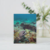 Zwarte morayaal briefkaart (Staand voorkant)