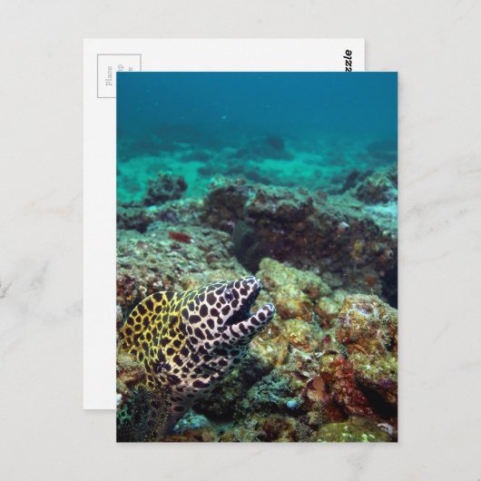 Zwarte morayaal briefkaart (Voorkant / Achterkant)