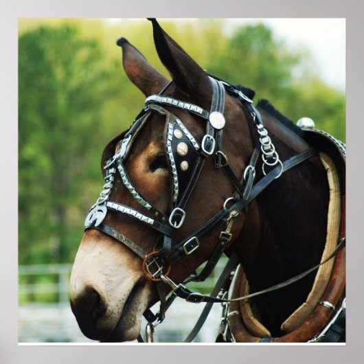 zwarte muil poster (Voorkant)