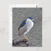 Zwarte nachtheron briefkaart (Voorkant / Achterkant)