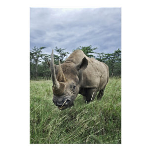 Zwarte Neushoorn, Diceros bicornis, Kenia Foto Afdruk