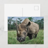 Zwarte Neushoorn | Kenia Briefkaart (Voorkant / Achterkant)