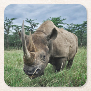 Zwarte Neushoorn   Kenia Kartonnen Onderzetters