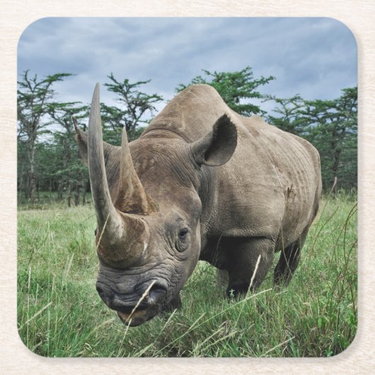 Zwarte Neushoorn | Kenia Kartonnen Onderzetters (Voorkant)