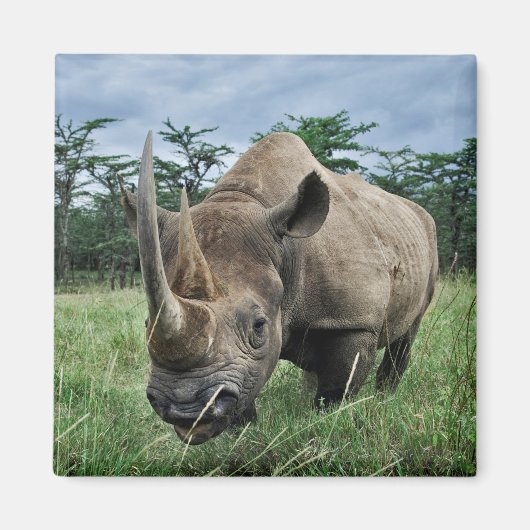 Zwarte Neushoorn | Kenia Magneet (Voorkant)