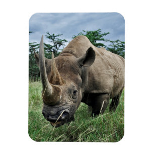 Zwarte Neushoorn   Kenia Magneet