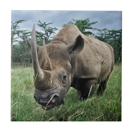 Zwarte Neushoorn | Kenia Tegeltje (Voorkant)