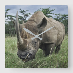 Zwarte Neushoorn   Kenia Vierkante Klok