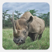 Zwarte Neushoorn | Kenia Vierkante Sticker (Voorkant)