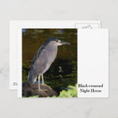Zwarte Night Heron Briefkaart (Voorkant / Achterkant)