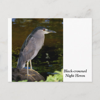 Zwarte Night Heron Briefkaart