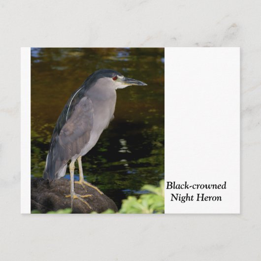 Zwarte Night Heron Briefkaart (Voorkant)
