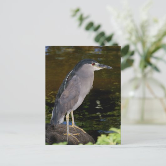 Zwarte Night Heron Briefkaart (Staand voorkant)