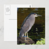 Zwarte Night Heron Briefkaart (Voorkant / Achterkant)