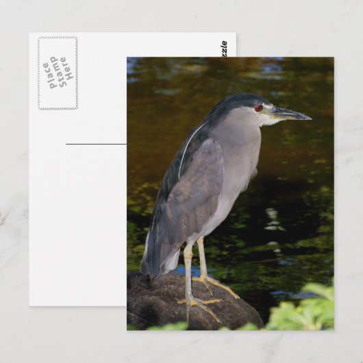 Zwarte Night Heron Briefkaart (Voorkant / Achterkant)