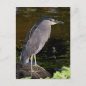Zwarte Night Heron Briefkaart (Voorkant)