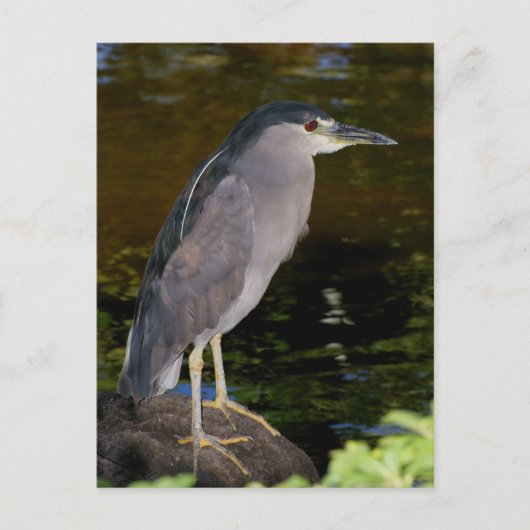 Zwarte Night Heron Briefkaart (Voorkant)