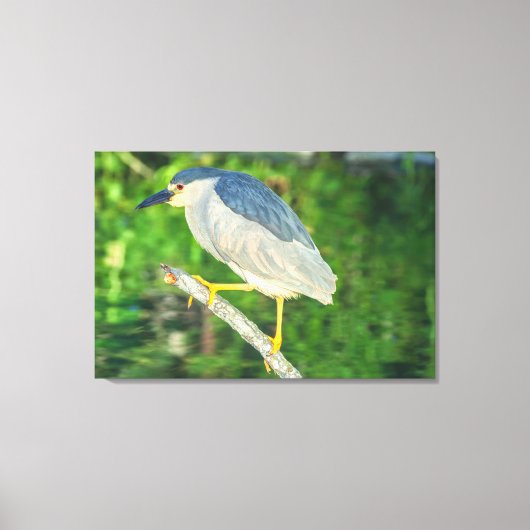 Zwarte Night Heron Canvas Afdruk (Voorkant)