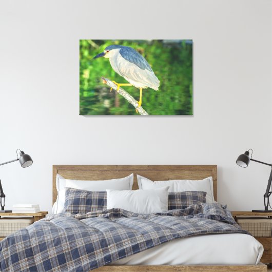 Zwarte Night Heron Canvas Afdruk (Insitu (Slaapkamer))