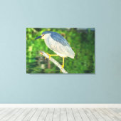 Zwarte Night Heron Canvas Afdruk (Insitu (Houten vloer))