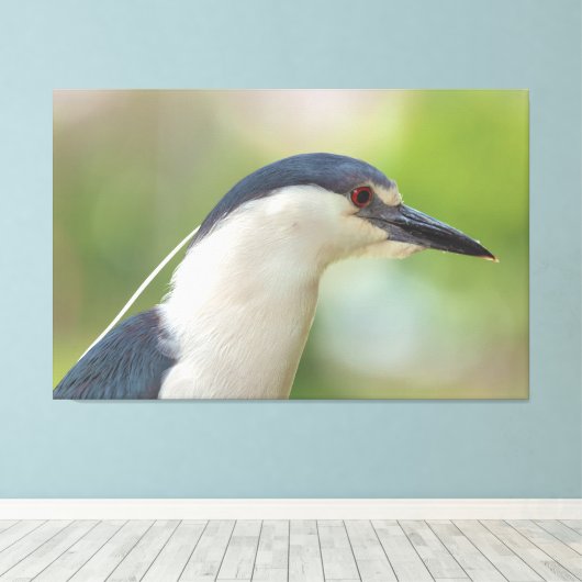 Zwarte Night Heron Canvas Afdruk (Insitu (Houten vloer))