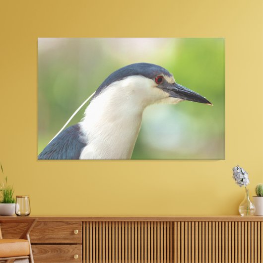 Zwarte Night Heron Canvas Afdruk (Insitu (Woonkamer))