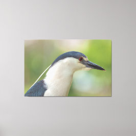 Zwarte Night Heron Canvas Afdruk