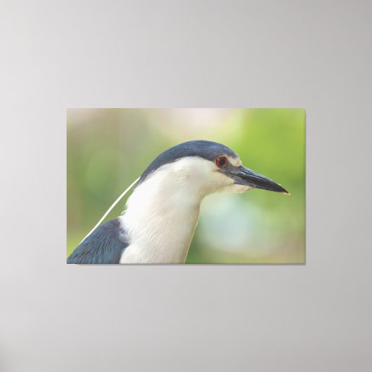 Zwarte Night Heron Canvas Afdruk (Voorkant)