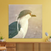 Zwarte Night Heron Canvas Afdruk (Insitu (Woonkamer))