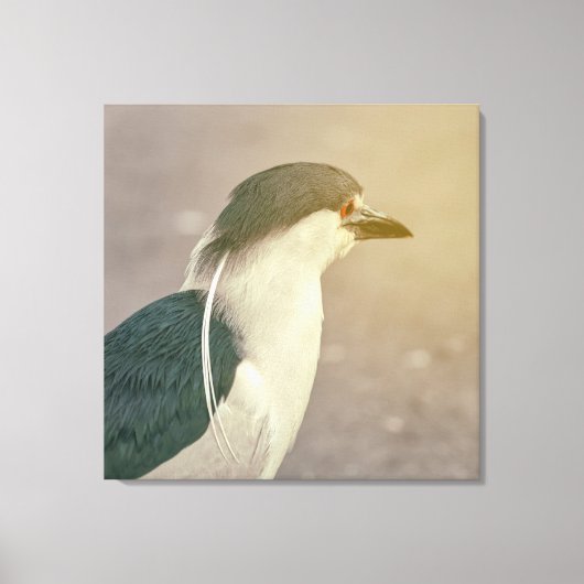 Zwarte Night Heron Canvas Afdruk (Voorkant)