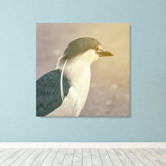 Zwarte Night Heron Canvas Afdruk (Insitu (Houten vloer))