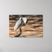 Zwarte Night Heron Canvas Afdruk (Voorkant)
