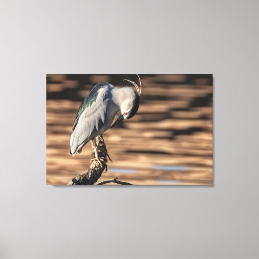 Zwarte Night Heron Canvas Afdruk (Voorkant)