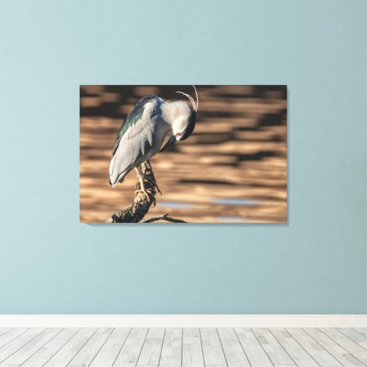 Zwarte Night Heron Canvas Afdruk (Insitu (Houten vloer))