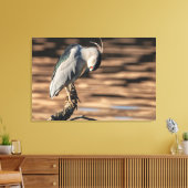 Zwarte Night Heron Canvas Afdruk (Insitu (Woonkamer))