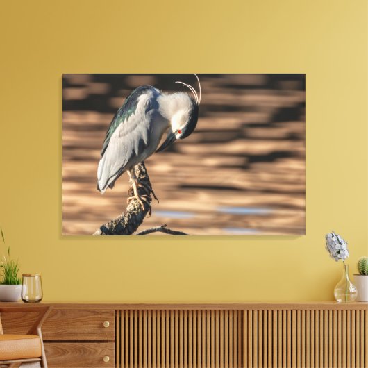 Zwarte Night Heron Canvas Afdruk (Insitu (Woonkamer))