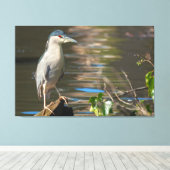 Zwarte Night Heron Canvas Afdruk (Insitu (Houten vloer))