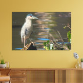 Zwarte Night Heron Canvas Afdruk (Insitu (Woonkamer))