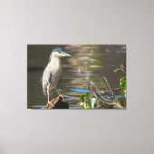 Zwarte Night Heron Canvas Afdruk (Voorkant)