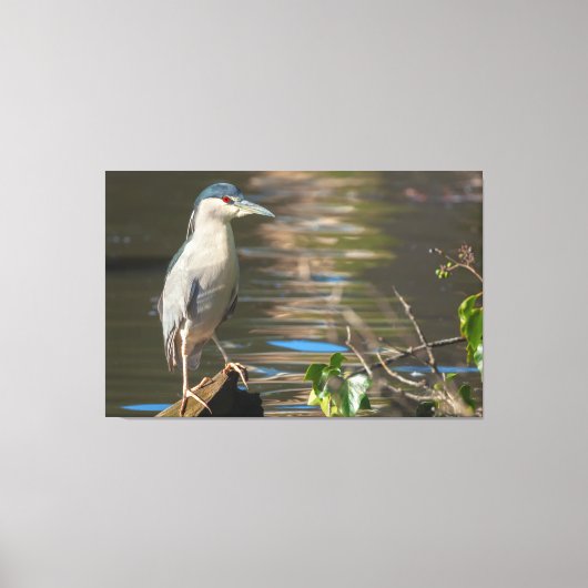 Zwarte Night Heron Canvas Afdruk (Voorkant)