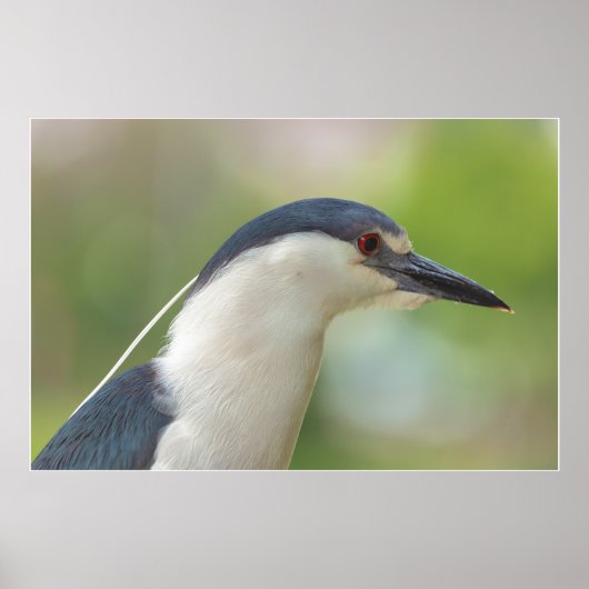 Zwarte Night Heron Poster (Voorkant)