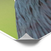 Zwarte Night Heron Poster (Hoek)